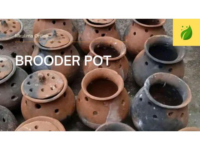 Brooder Pots
