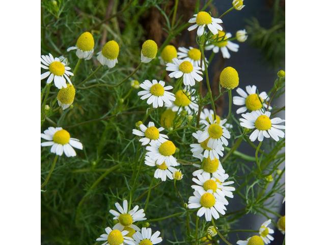 Chamomile