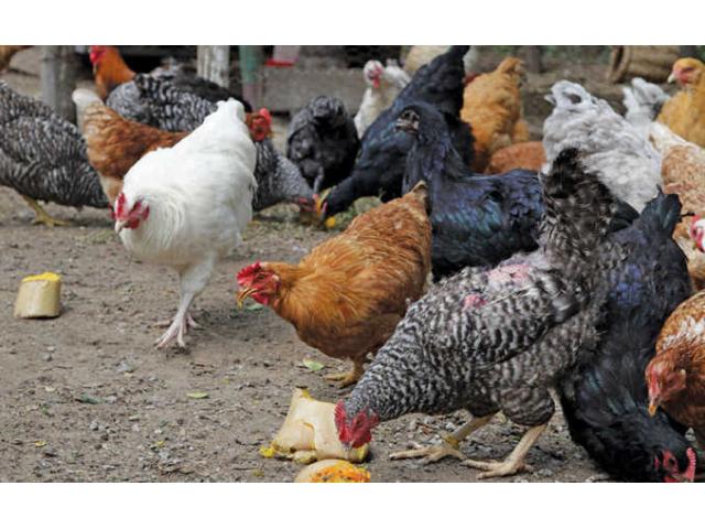 Kienyeji Poultry Guide