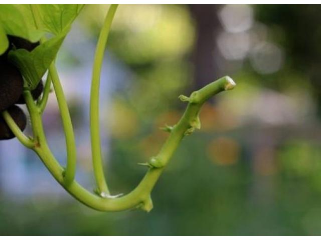 Sweetpotato Vines