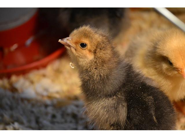 Poultry Farm