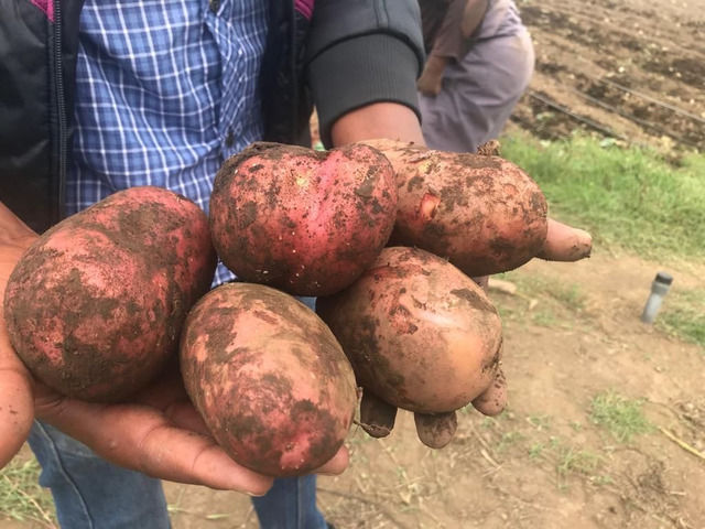 Potatoes