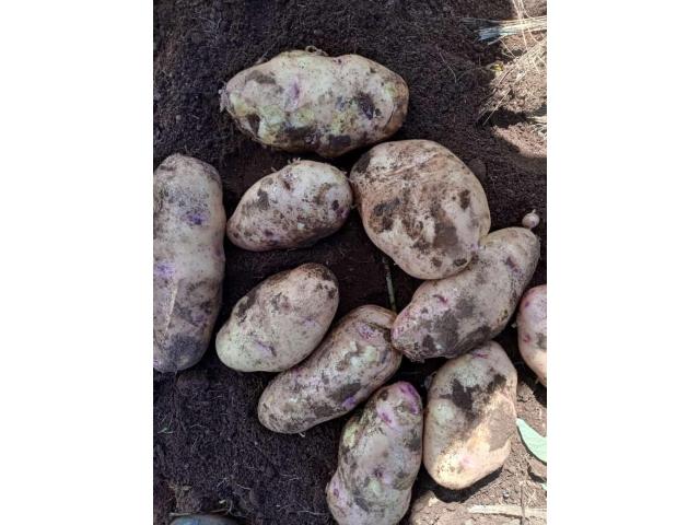 Markies potatoes
