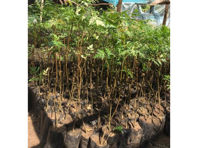 Melia volkensii (Mukau) seedlings