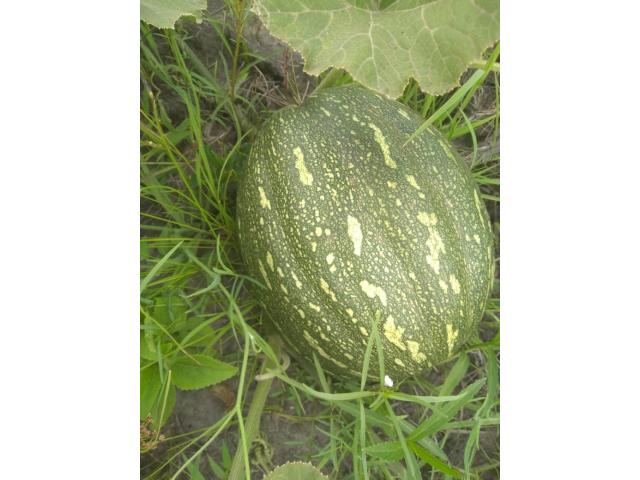 Pumpkin