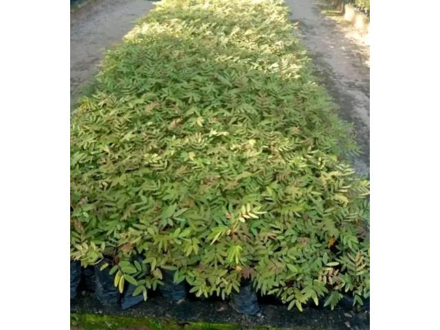 Senna Siamea Seedlings