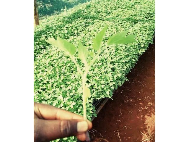 Tomato Seedlings
