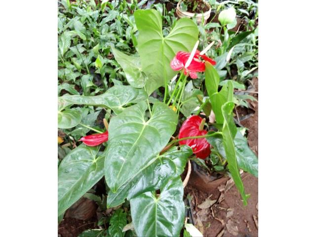 Herbs - Vegetable Seedlings