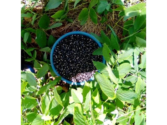 Mucuna (Velvet Beans)