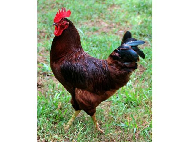 Original kienyeji chicken
