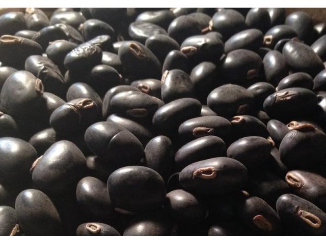 Mucuna Velvet Beans