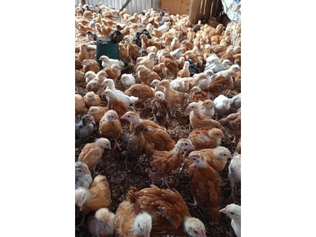 One Month Improved Kienyeji Chicks