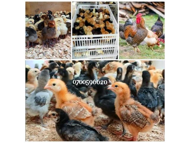 Quality Improved Kienyeji chicks - Nairobi