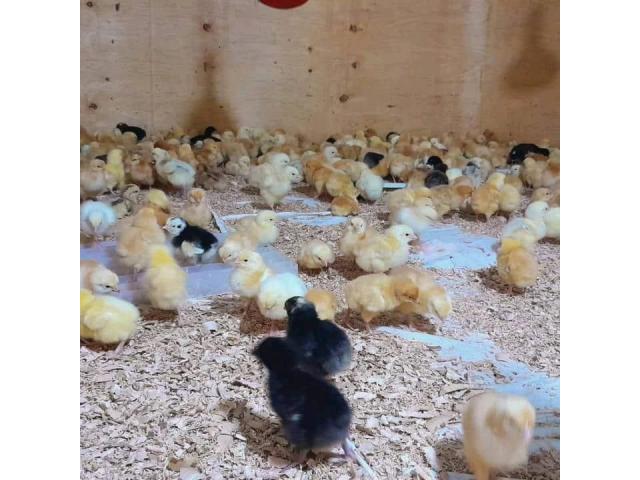 Improved kienyeji chicks - Joska
