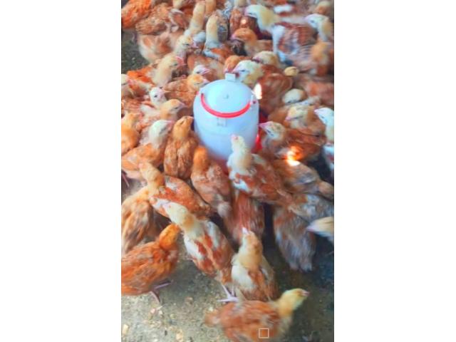 Improved Kienyeji Chicks