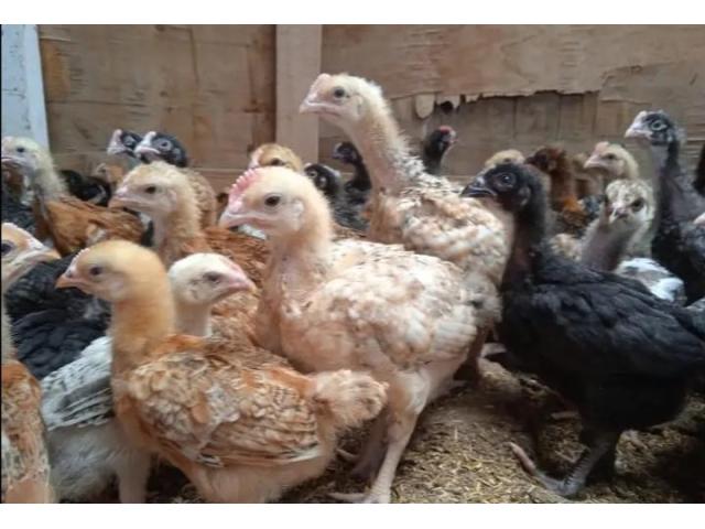 One Month Old Big Vaccinated Improved kienyeji chicks in Machakos
