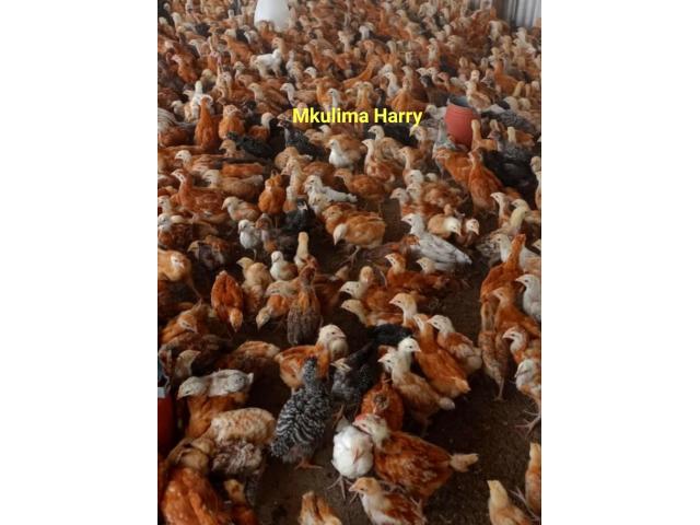 Improved Kienyeji Chicks - Kangundo