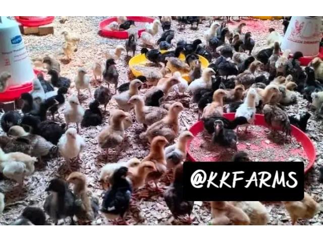 High Quality One Month Old Improved Kienyeji Chicks in Machakos