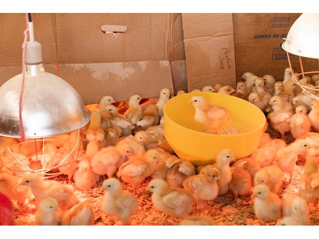 Chicks