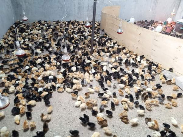 Kuroiler Chicks