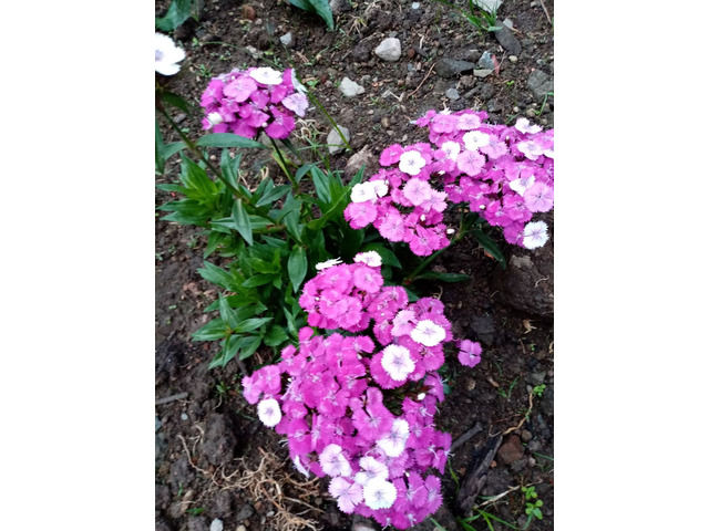 Flowers and Gardening
