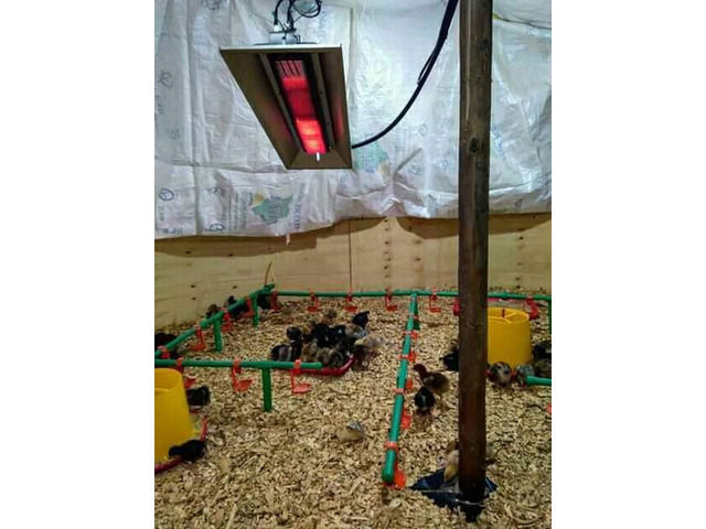 Manual Gas Brooder