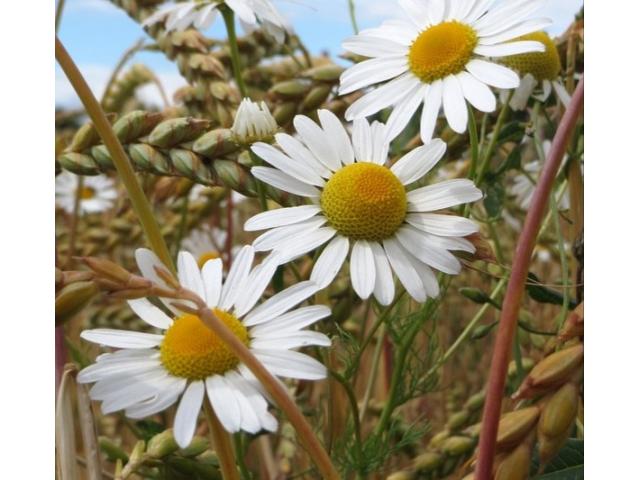 chamomile