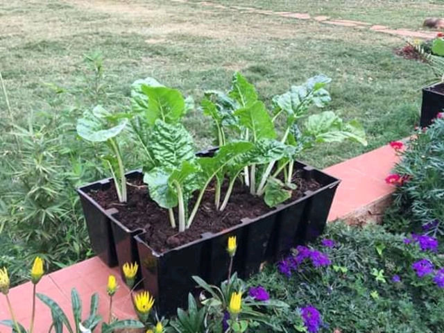 Planting Pots