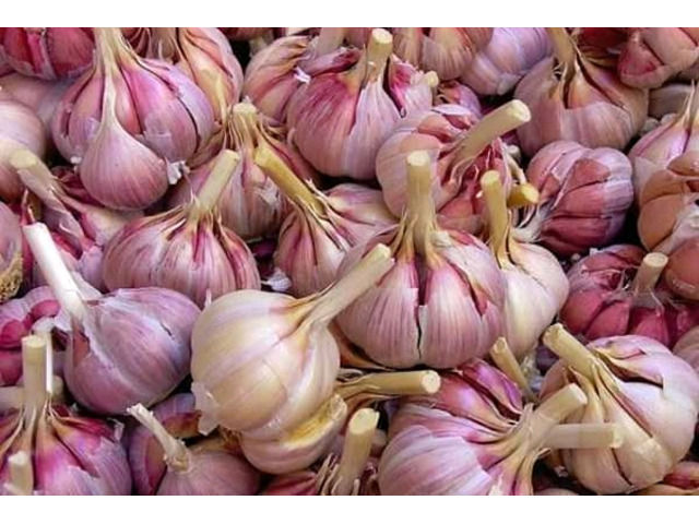 Moyale Garlic