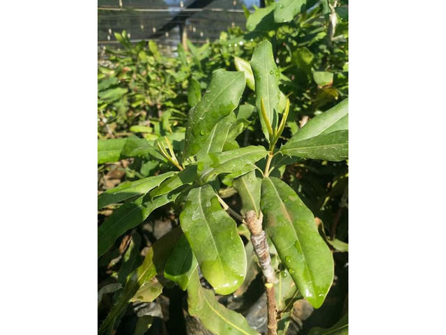 Macadamia Seedlings