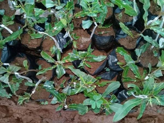 Macadamia Seedlings
