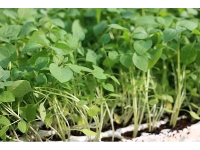 Vegetable Seedlings