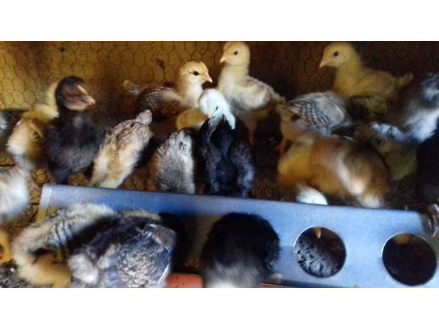 Kienyeji chicks