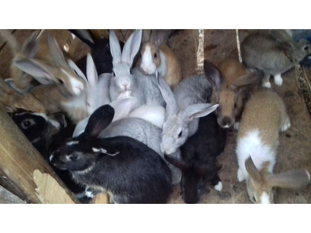 Rabbits