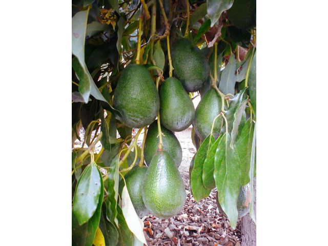 Avocado