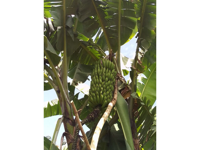Bananas