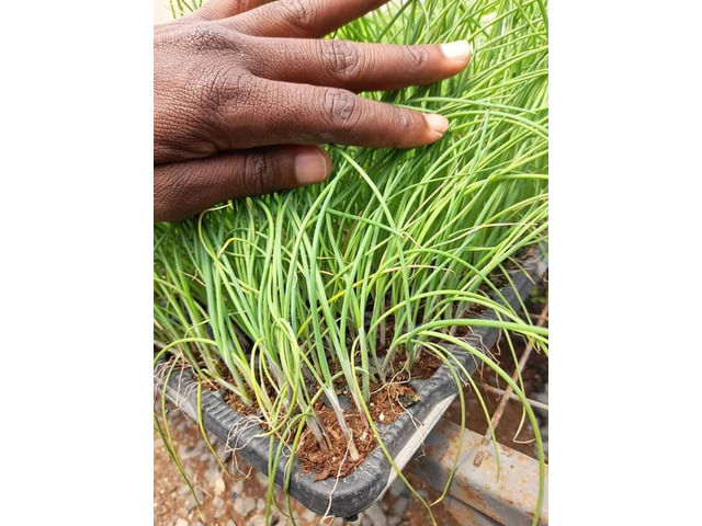 Seedlings F1