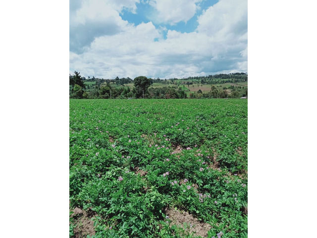Potatoes