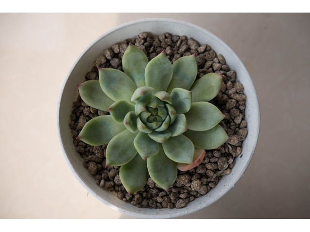 SUCCULENTS