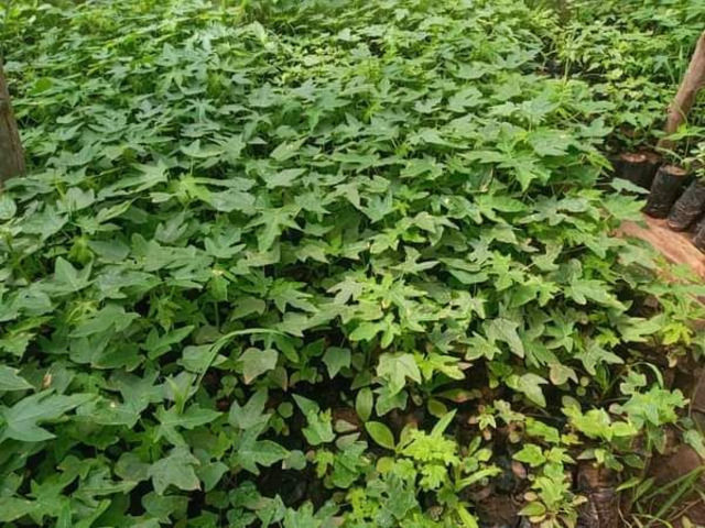 Hybrid Papaya Seedlings