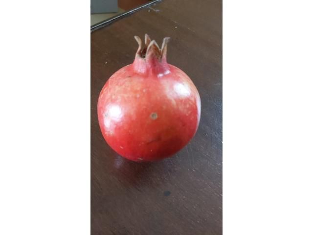 Pomegranate