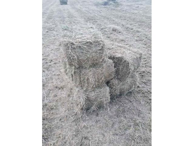 Boma Hay