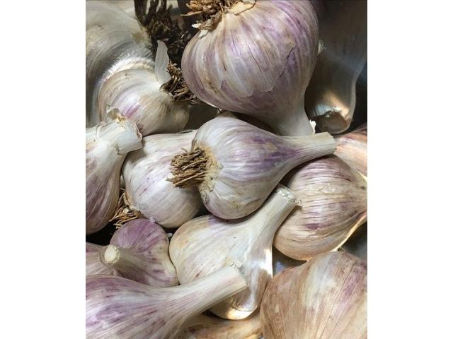 Garlic Seeds
