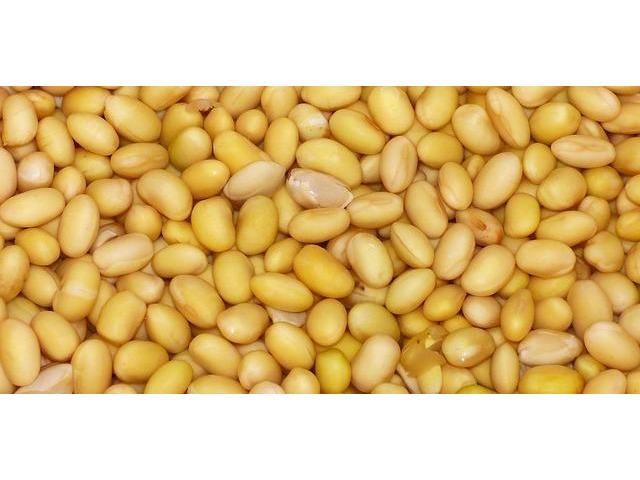 Yellow Beans