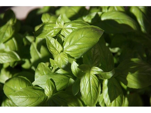 BASIL