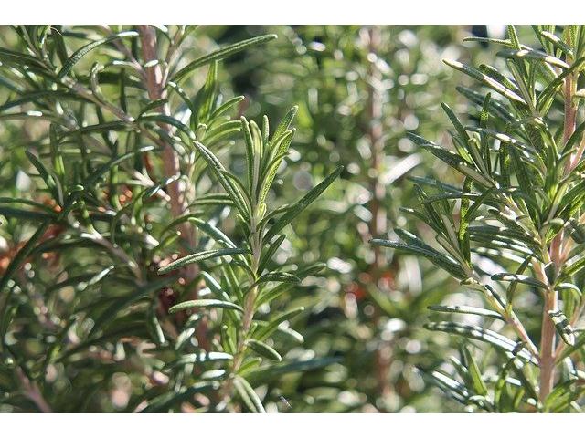 Rosemary Herb
