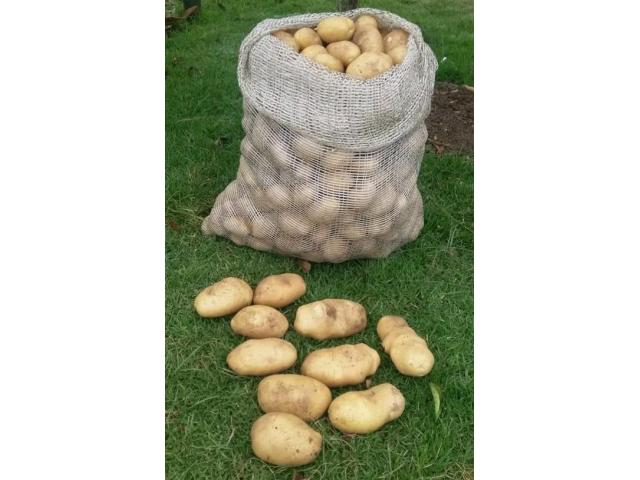 Markies Potato Seed