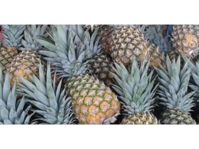 MD2 Pineapples