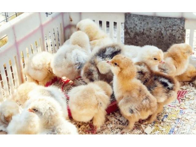 Hatchery Services- Incubators