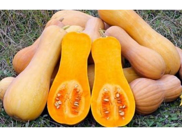 Butternut Squash